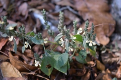 Henrya insularis