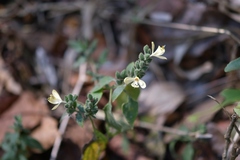 Henrya insularis