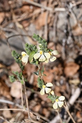 Henrya insularis
