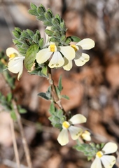 Henrya insularis