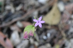 Pseuderanthemum praecox