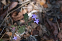 Pseuderanthemum praecox