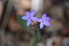 Pseuderanthemum praecox