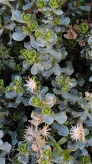 Ericameria cuneata