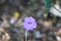 Ruellia breedlovei