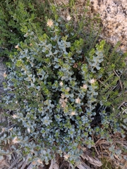 Ericameria cuneata