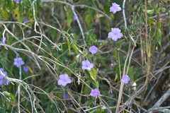 Ruellia breedlovei