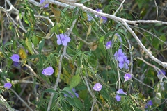 Ruellia breedlovei