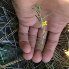 Camissonia strigulosa