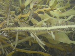 Carpophyllum flexuosum