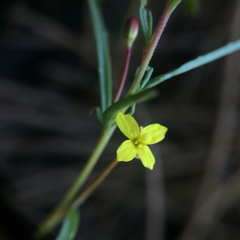 Camissonia strigulosa
