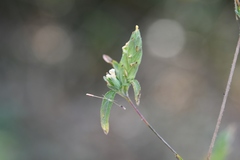 Tetramerium