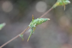 Tetramerium