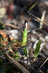 Tetramerium