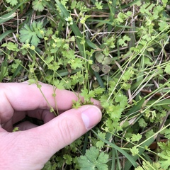 Ranunculus platensis
