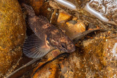 Gobiomorphus huttoni