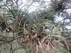 Tillandsia flexuosa