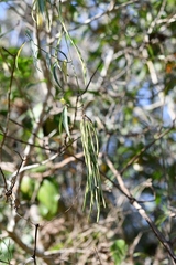 Echites tuxtlensis