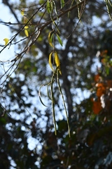 Echites tuxtlensis