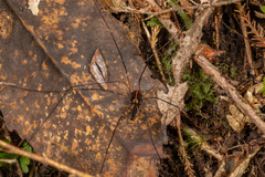 Forsteropsalis pureora