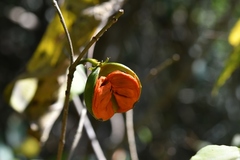 Tabernaemontana hannae