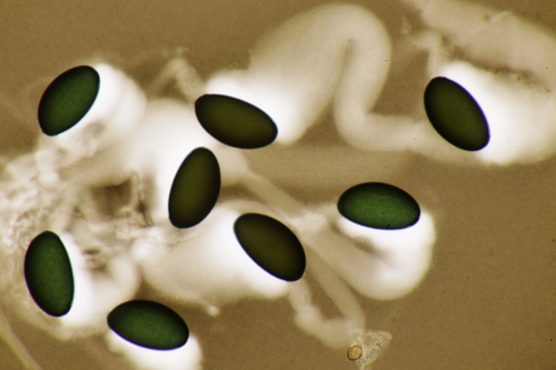 Podospora excentrica