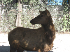 Animalia