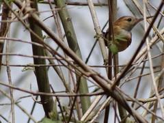 Ramphocaenus melanurus