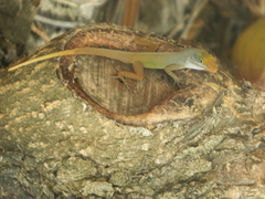 Anolis wattsii