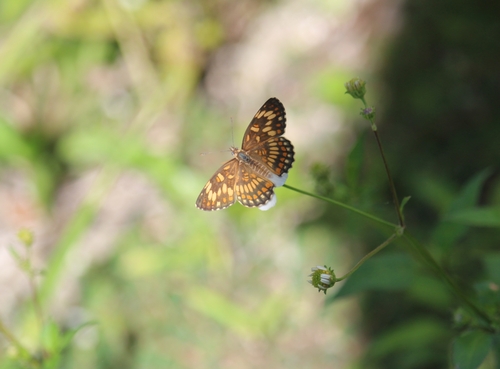 Nymphalid moth