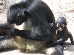 Animalia