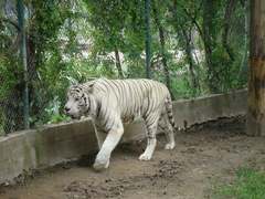 Animalia