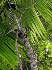 Chamaedorea angustisecta