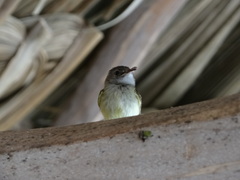 Oncostoma cinereigulare