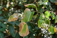 Peteravenia schultzii