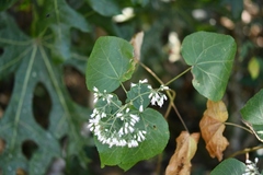 Peteravenia schultzii