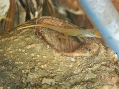 Anolis wattsii