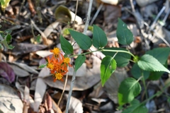 Pseudogynoxys haenkei