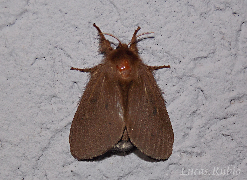 Mesera rimicola
