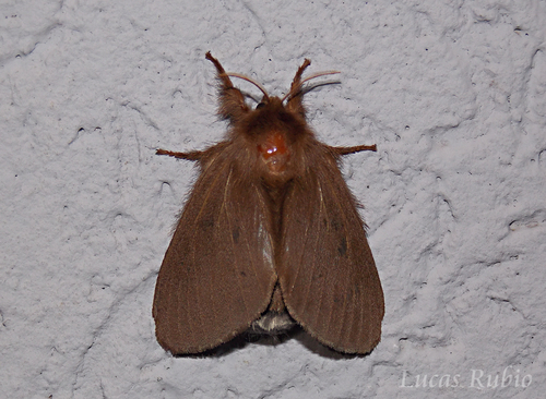 Mesera rimicola