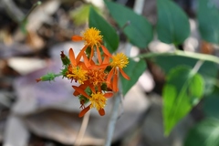 Pseudogynoxys haenkei