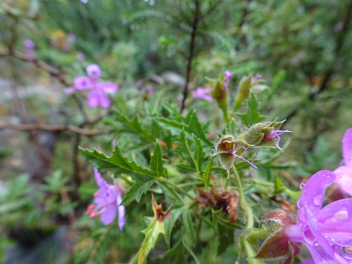 Image of Pelargonium glutinosum by (c) Thomas Koffel, some rights reserved (CC BY)
