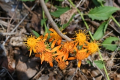 Pseudogynoxys haenkei