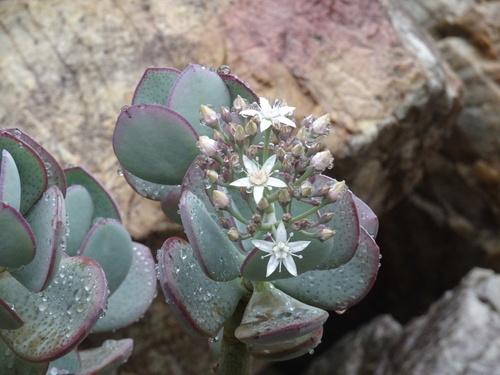 Crassula arborescens