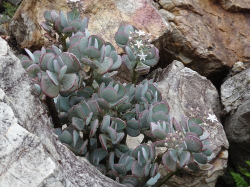 Crassula arborescens