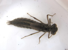 Aeshna juncea
