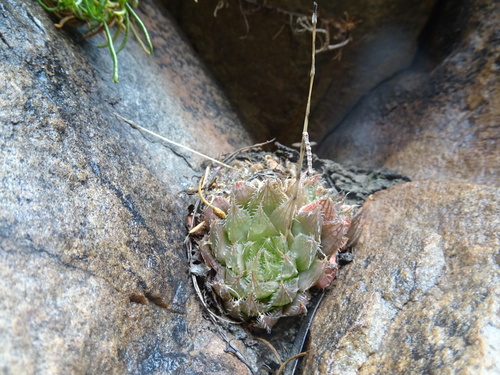 Image of Haworthia mucronata by (c) Thomas Koffel, some rights reserved (CC BY)