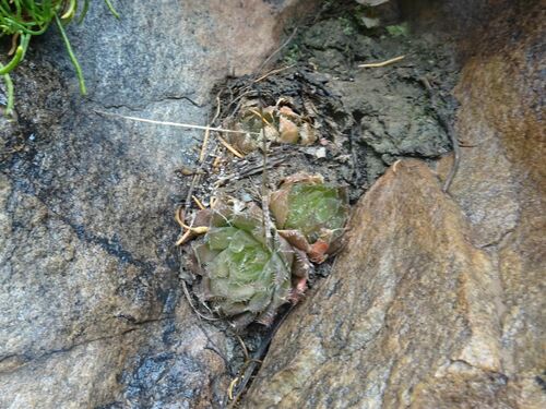 Image of Haworthia mucronata by (c) Thomas Koffel, some rights reserved (CC BY)
