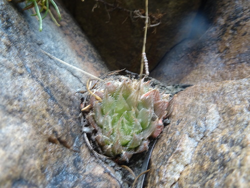 Image of Haworthia mucronata by (c) Thomas Koffel, some rights reserved (CC BY)