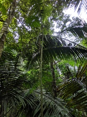 Chamaedorea angustisecta